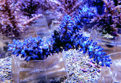 Acropora echinata (Ice fire)