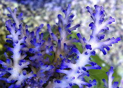Acropora echinata (Ice fire)