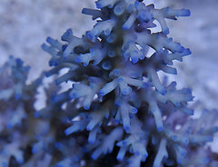 Acropora echinata (Ice fire)