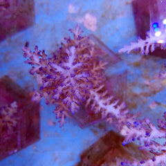 Acropora echinata (Ice fire)