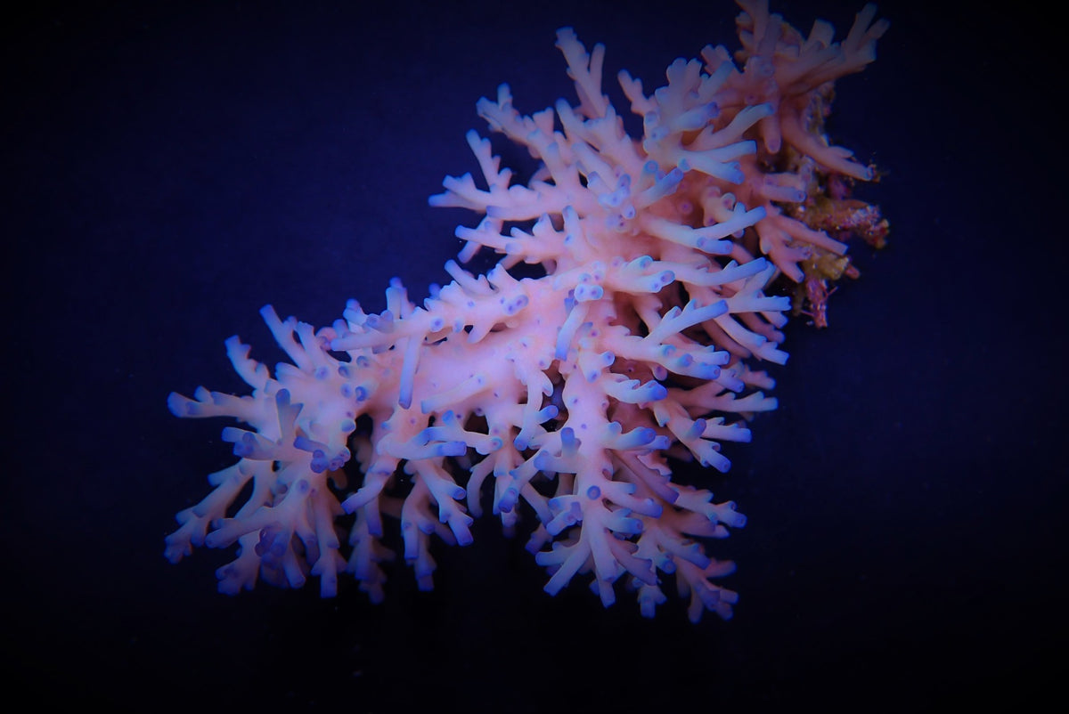 Acropora echinata (Ice fire)