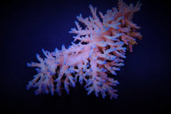 Acropora echinata (Ice fire)