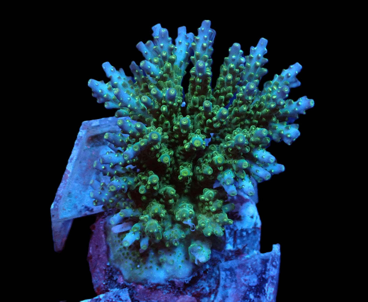 Acropora efflorescens