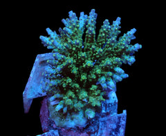 Acropora efflorescens