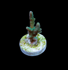 Acropora elegans (frag)