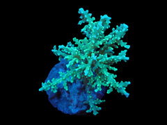 Acropora fenneri (Special Selected) (Rare) (M) f 162