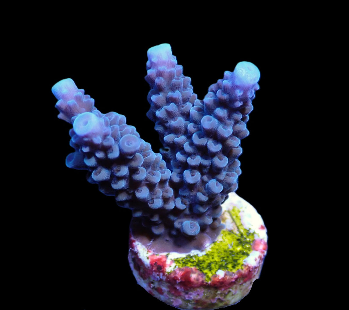 Acropora formosa (Blue) (frag)