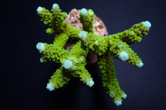 Acropora formosa (Blue tip)
