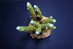 Acropora formosa (Blue tip)