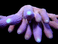 Acropora gemmifera (Coral Sea) (XL) f 256