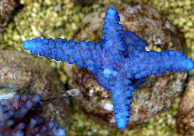 Acropora gomezi