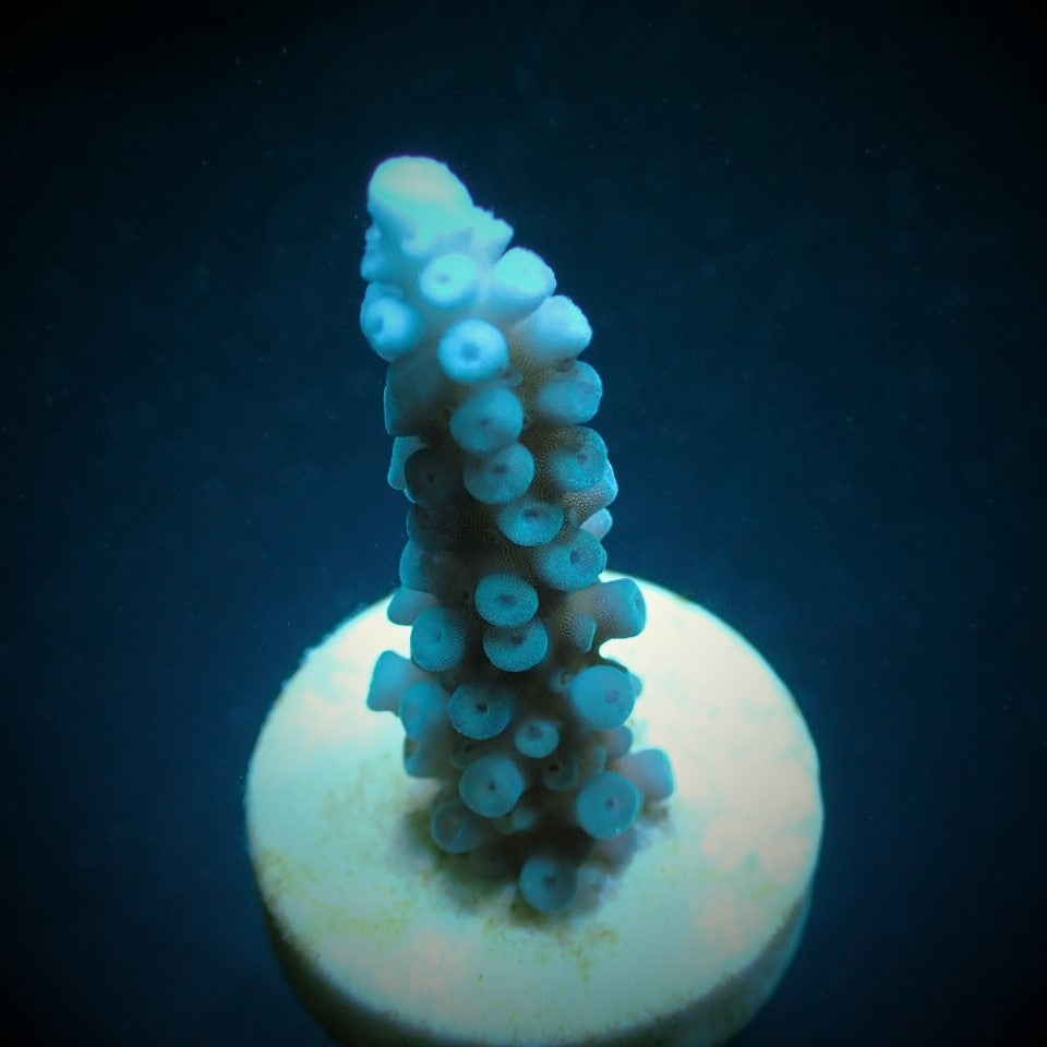 Acropora gomezi (frag)