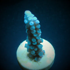 Acropora gomezi (frag)