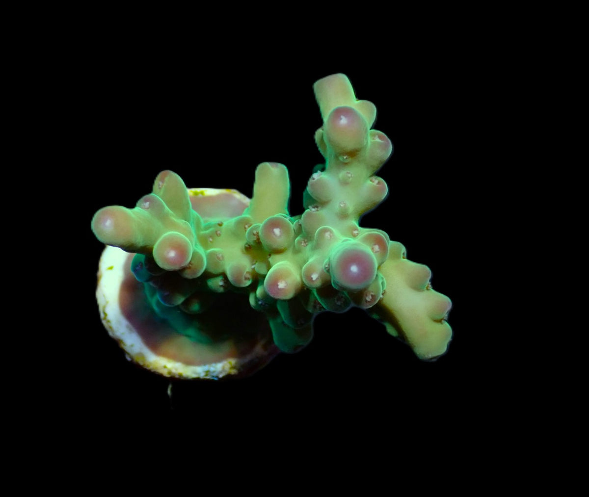 Acropora granulosa (frag)