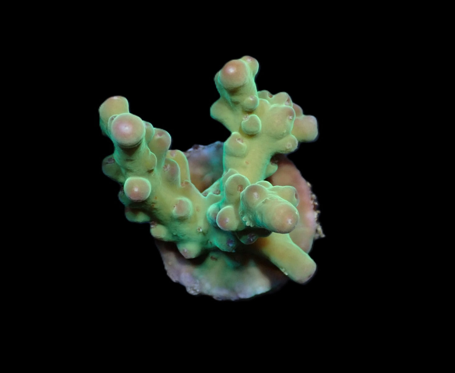 Acropora granulosa (frag)
