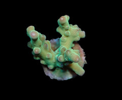 Acropora granulosa (frag)