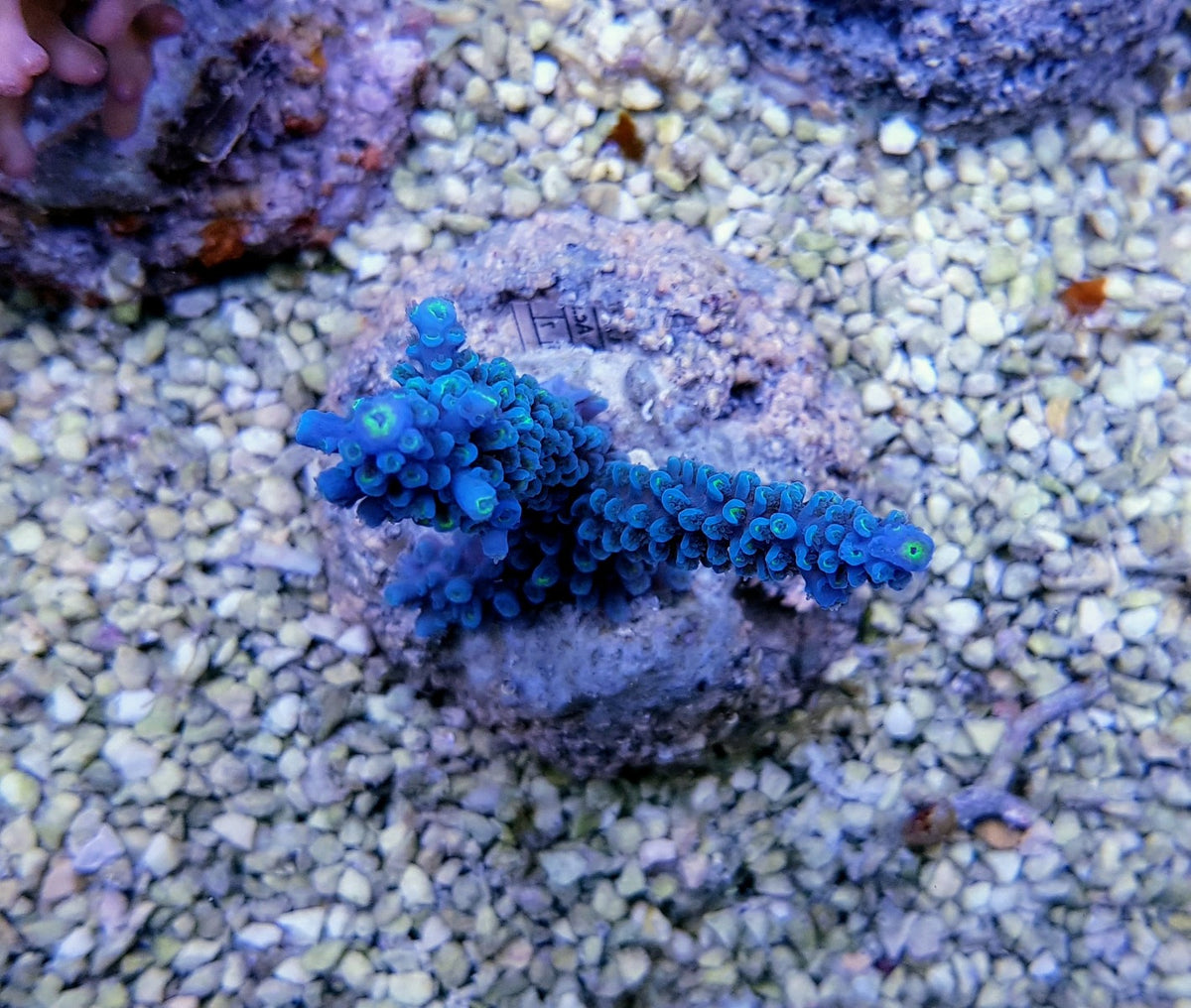 Acropora hoeksemai
