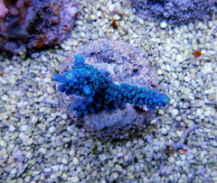 Acropora hoeksemai