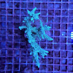 Acropora horrida
