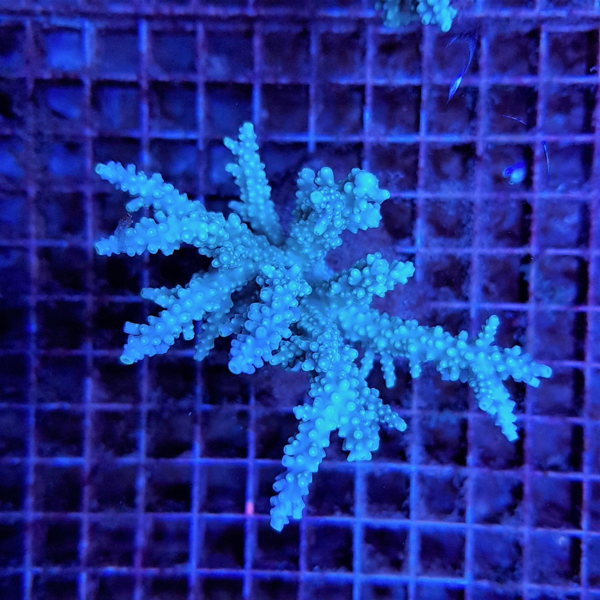 Acropora horrida