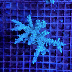 Acropora horrida