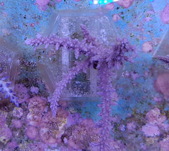 Acropora horrida