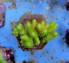Acropora humilis (Green)