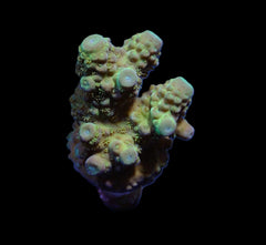 Acropora humilis (Green) (frag)
