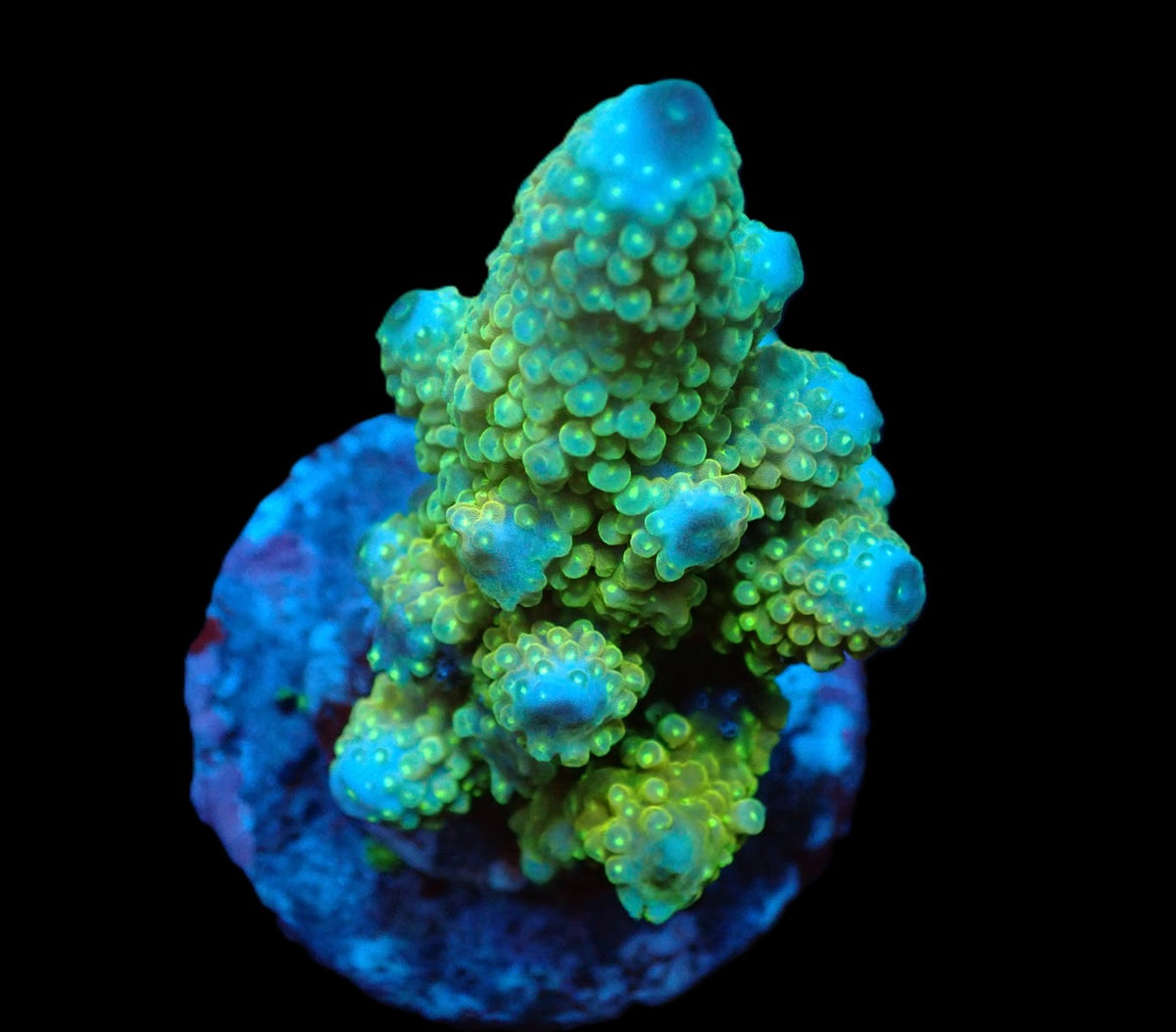 Acropora humilis (Premium) (M) f 003