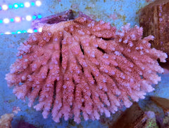 Acropora hyacinthus