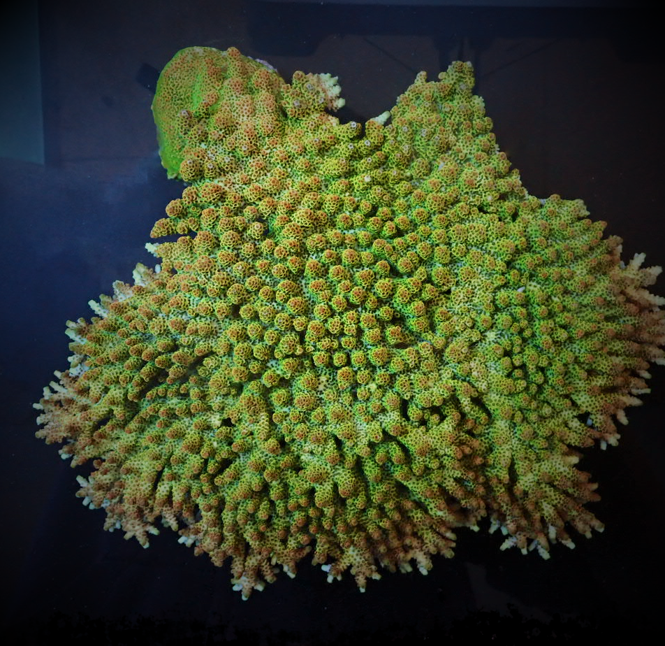 Acropora hyacinthus