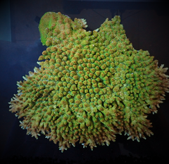 Acropora hyacinthus