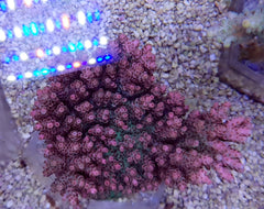 Acropora hyacinthus
