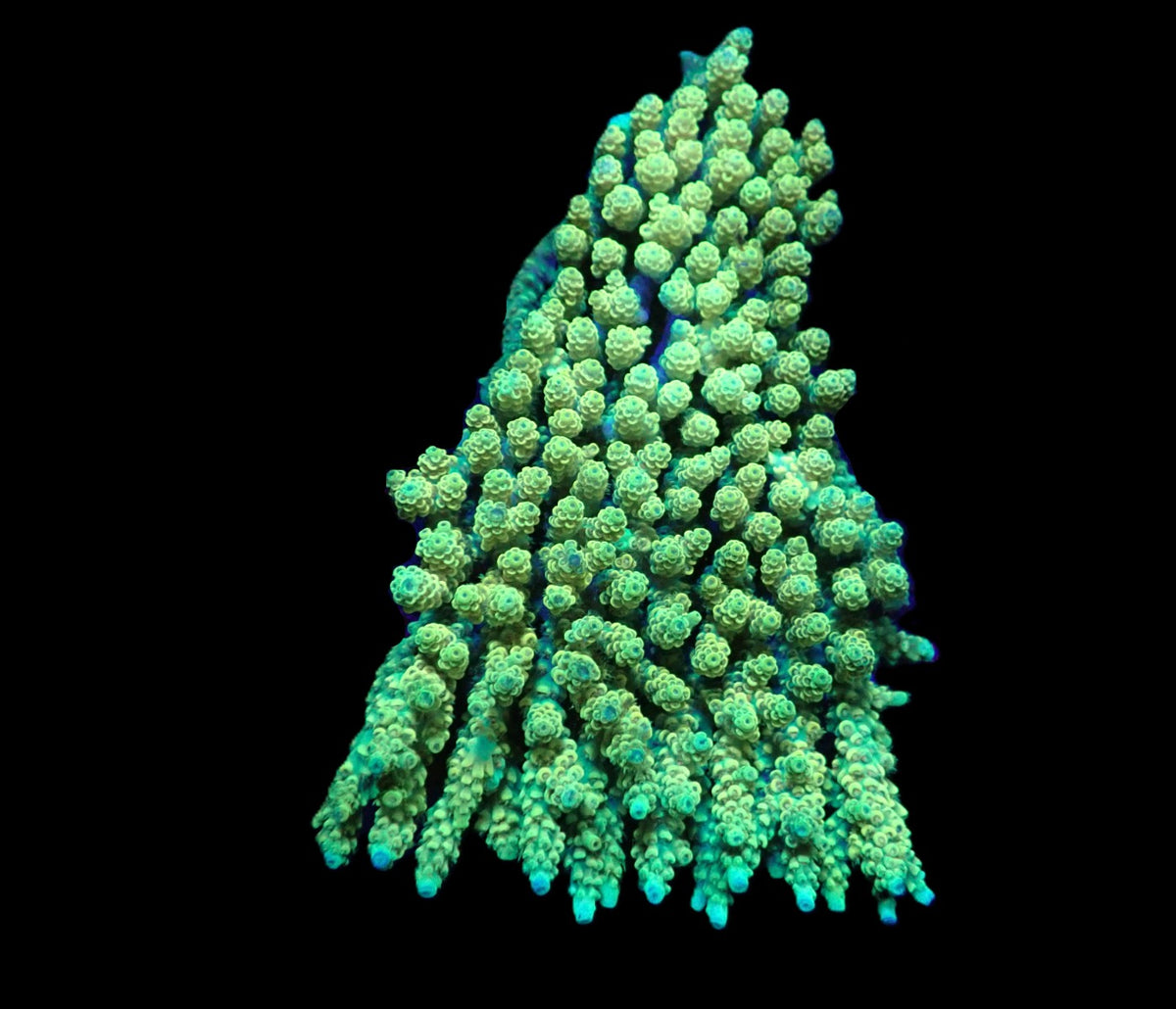 Acropora hyacinthus (Red Planet) (M) o 371