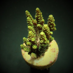 Acropora hyacinthus (frag)