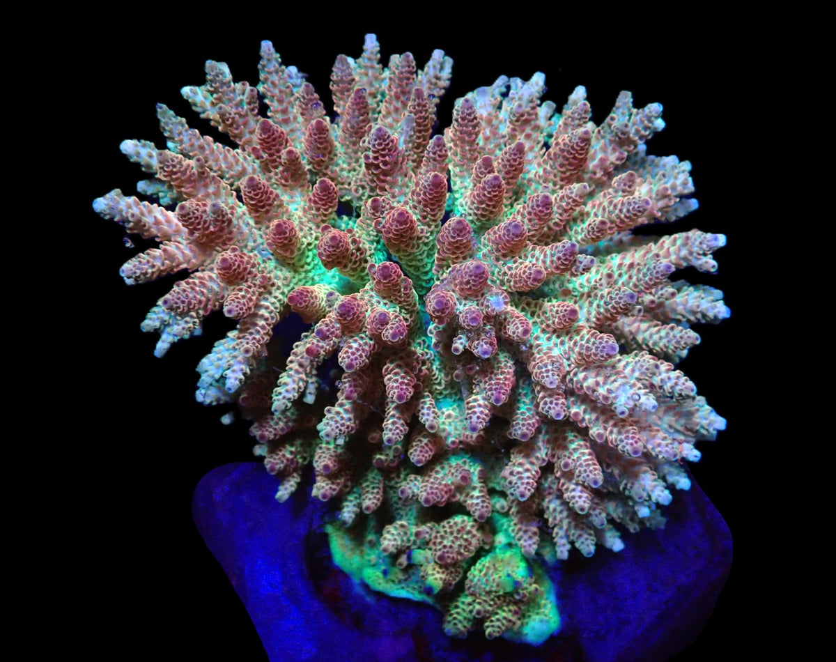Acropora hyacinthus (Red Planet) (XL) o 646