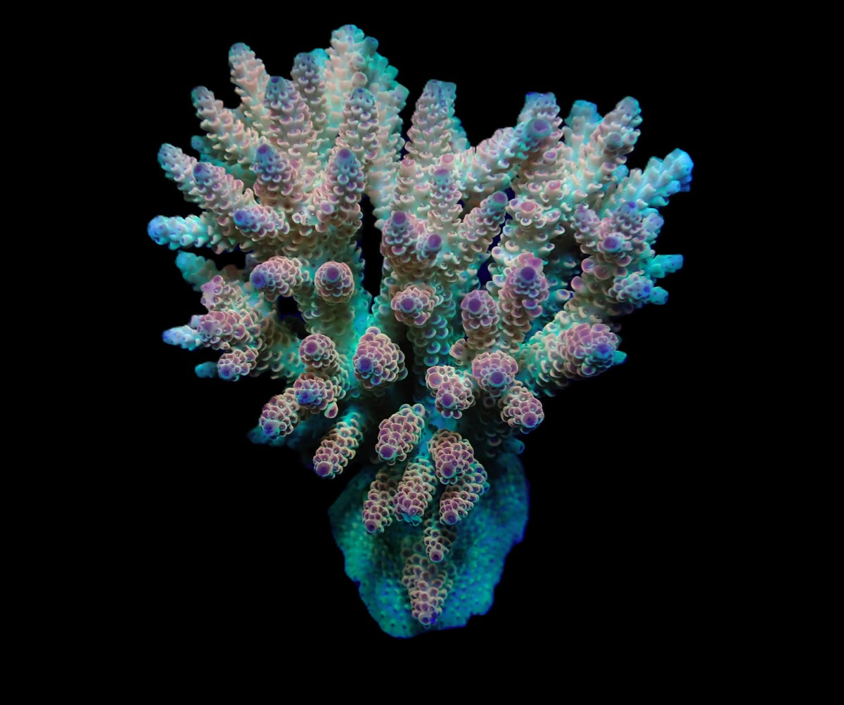 Acropora hyacinthus (Ultra) (L) f 190