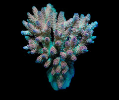 Acropora hyacinthus (Ultra) (L) f 190