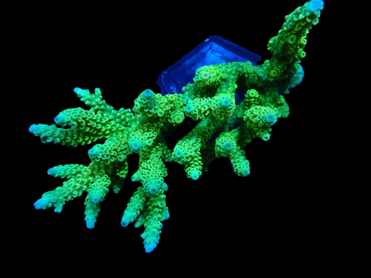 Acropora kenti (Yellow-Green) (Coral Sea) (XL)  f 016