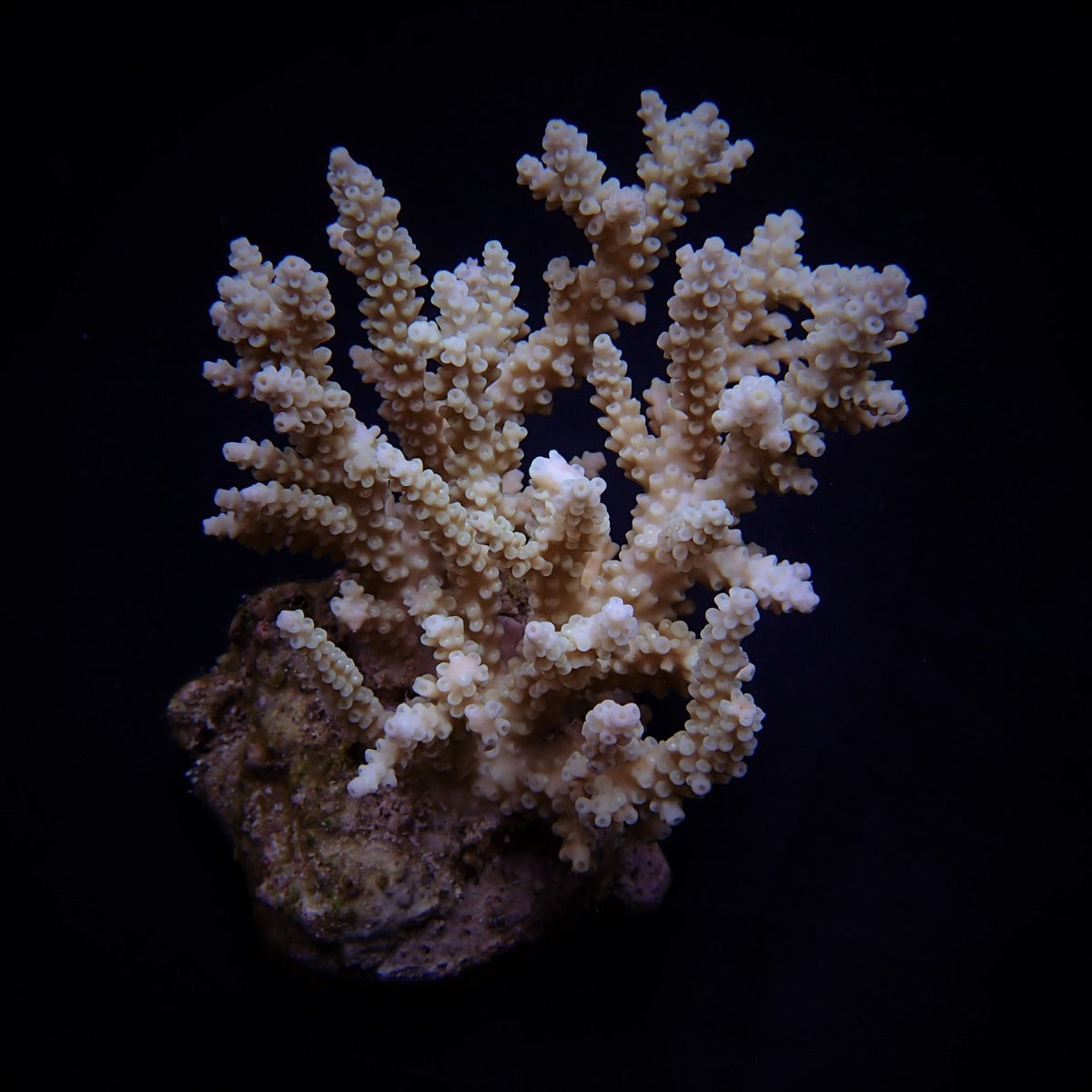 Acropora kimbeensis