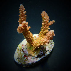 Acropora latistella