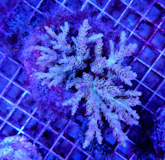 Acropora latistella