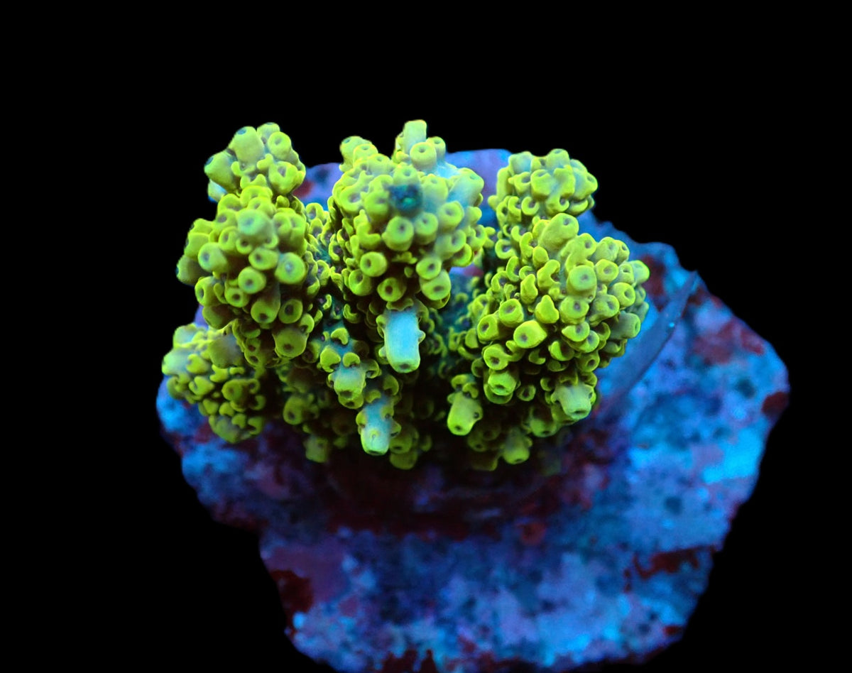 Acropora latistella (Pikachu) (S) f 325