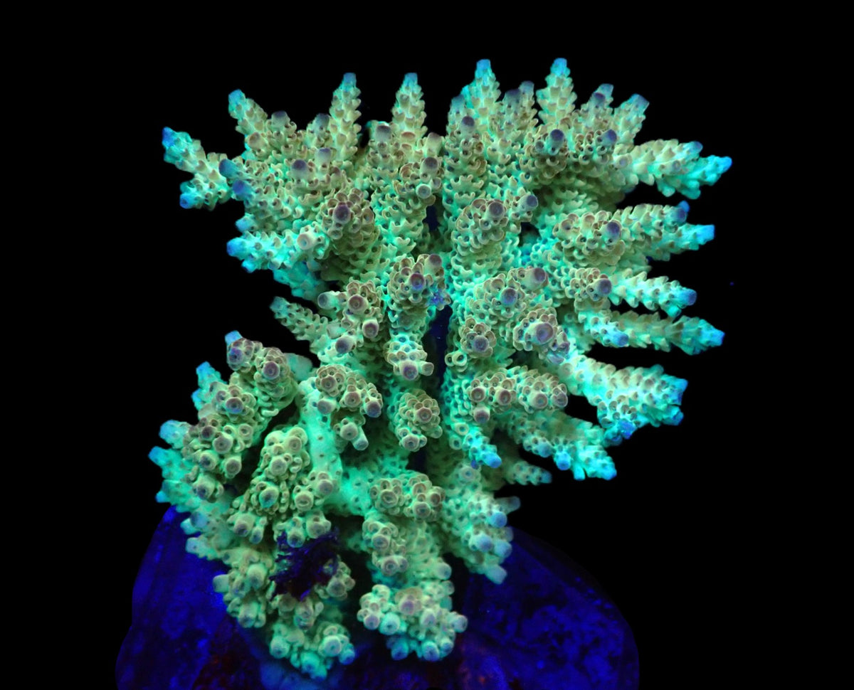Acropora latistella (Premium (L) o 390