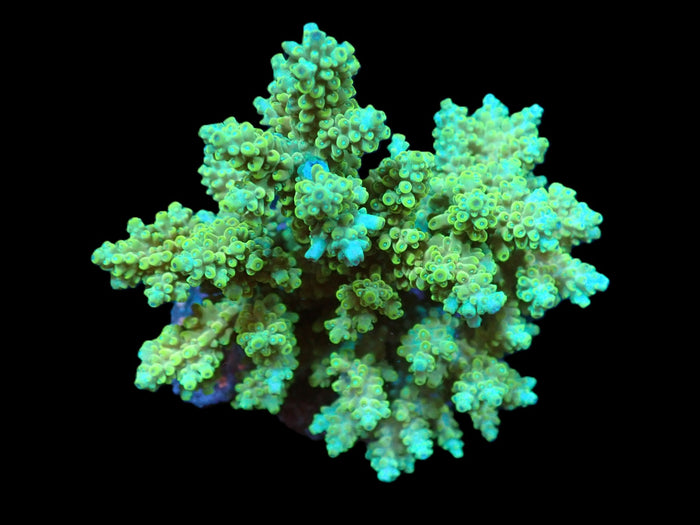 Acropora latistella (Premium) (M) f 137