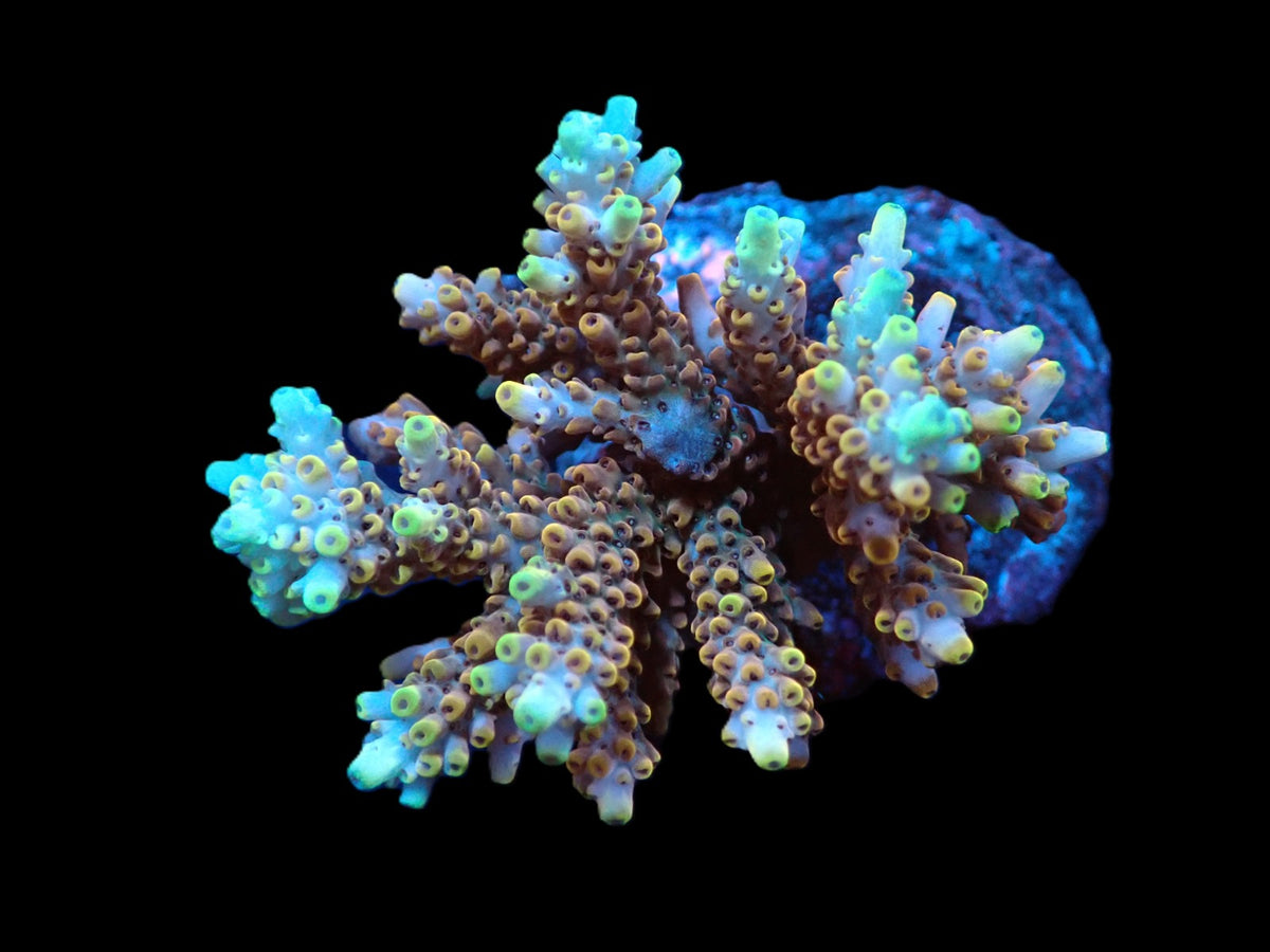 Acropora latistella (Ultra) (M) f 006