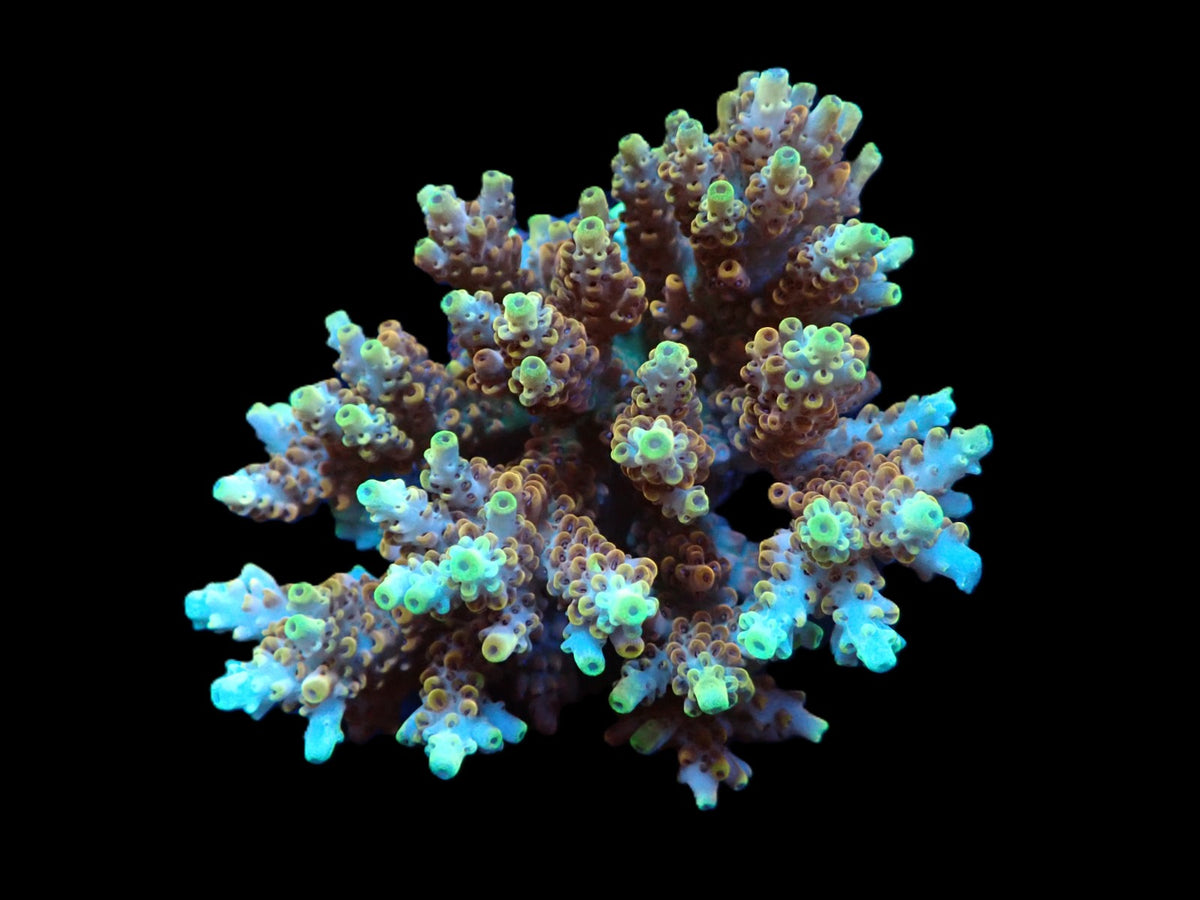 Acropora latistella (Ultra) (M) f 227