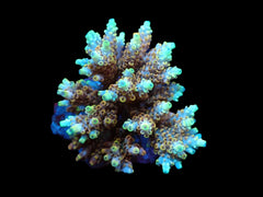 Acropora latistella (Ultra) (M) f 309