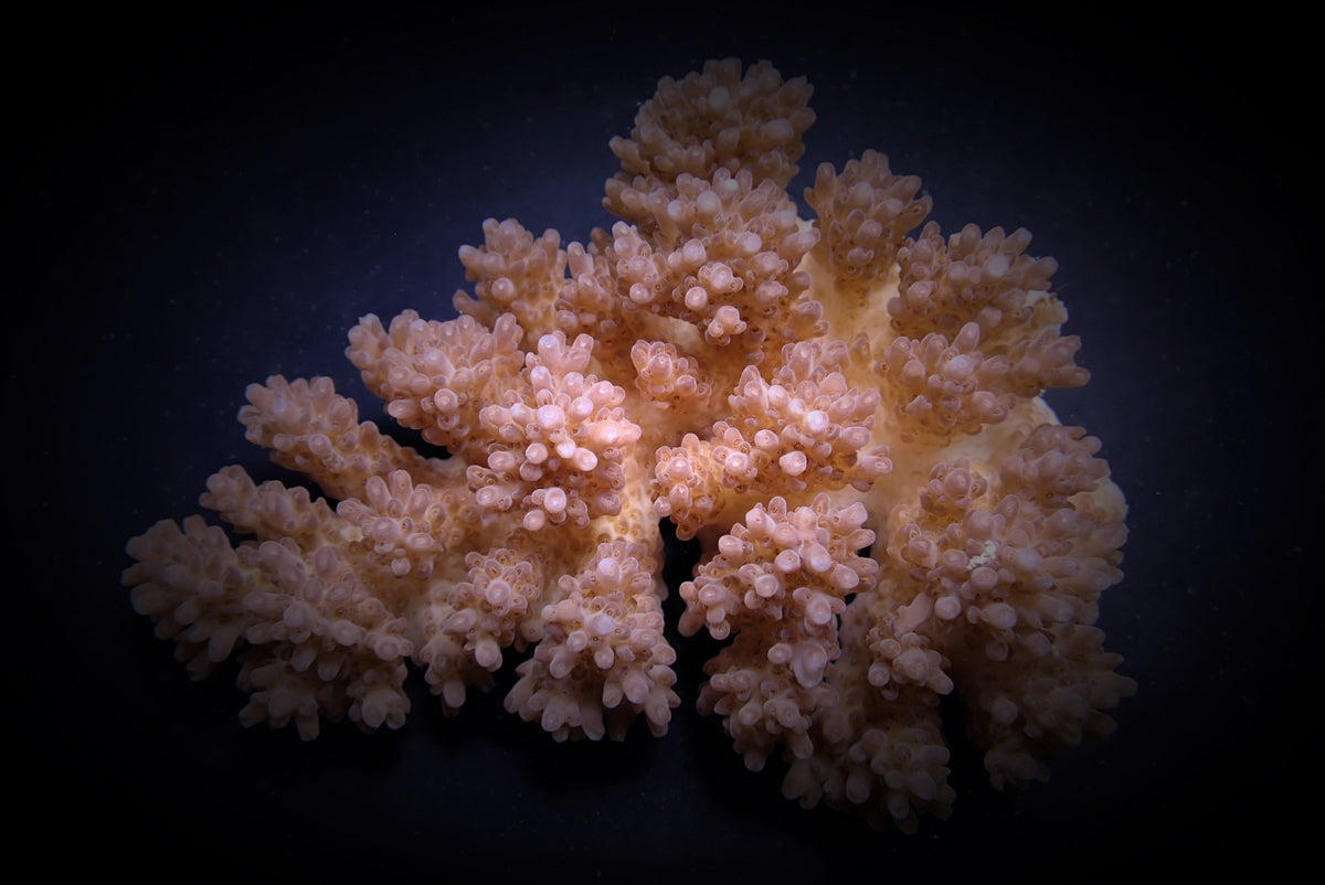 Acropora listeri