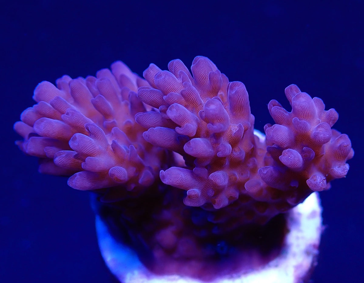 Acropora listeri (frag)
